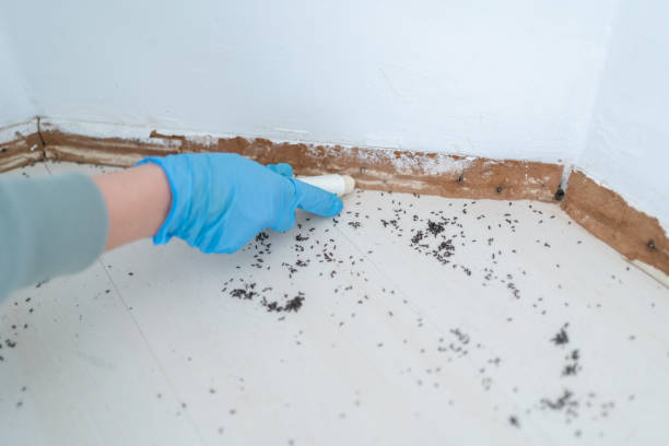 Best Best Pest Control Companies  in Oakleaf Plantation, FL